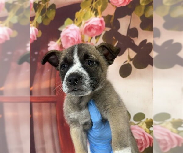 Medium Photo #1 German Shepherd Dog Puppy For Sale in San Bernardino, CA, USA