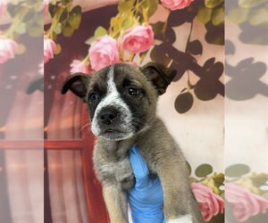 German Shepherd Dog Dogs for adoption in San Bernardino, CA, USA