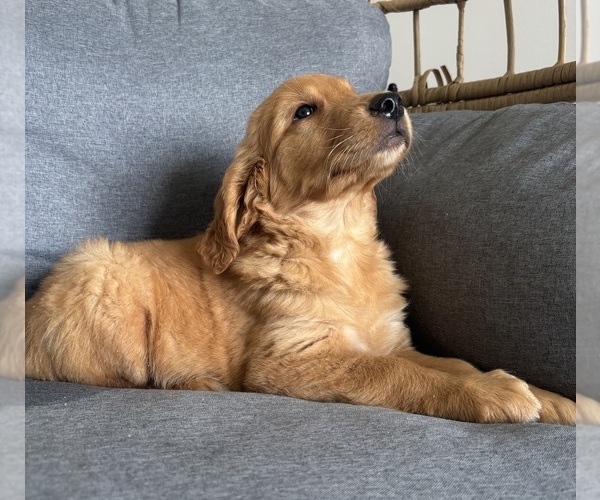 Medium Photo #5 Golden Retriever Puppy For Sale in INDIANAPOLIS, IN, USA