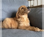 Small #4 Golden Retriever