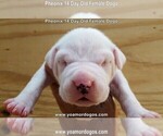 Small Photo #27 Dogo Argentino Puppy For Sale in JANE, MO, USA
