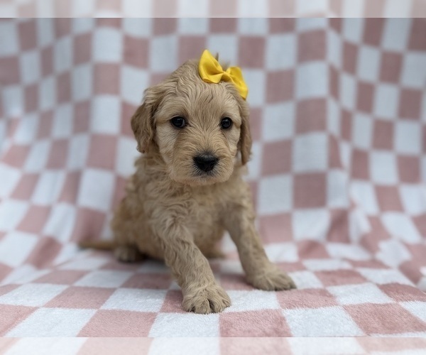 Medium Photo #6 Goldendoodle Puppy For Sale in LAKELAND, FL, USA