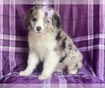 Small #2 Australian Shepherd