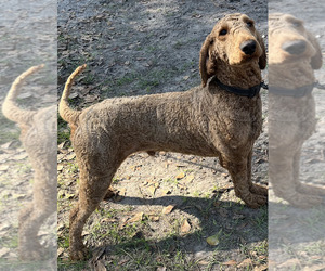 Father of the Labradoodle puppies born on 03/12/2026