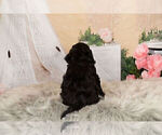 Small Photo #13 Cocker Spaniel-Poodle (Miniature) Mix Puppy For Sale in WARSAW, IN, USA