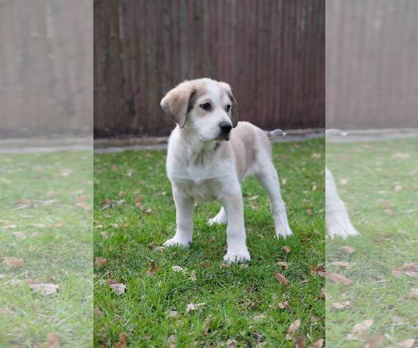 Medium Photo #4 Retriever -Unknown Mix Puppy For Sale in pomfret, CT, USA