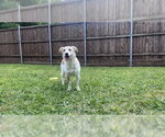 Small Bagle Hound