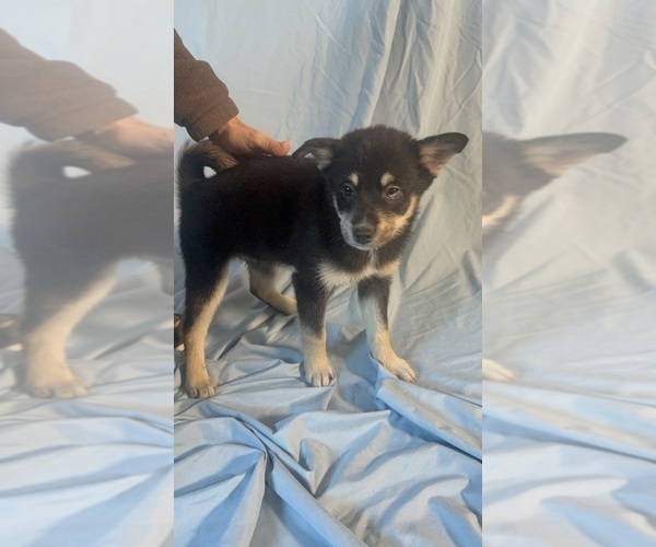 Medium Photo #2 Pomsky-Shiba Inu Mix Puppy For Sale in NASHUA, NH, USA