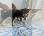 Small Photo #2 Pomsky-Shiba Inu Mix Puppy For Sale in NASHUA, NH, USA