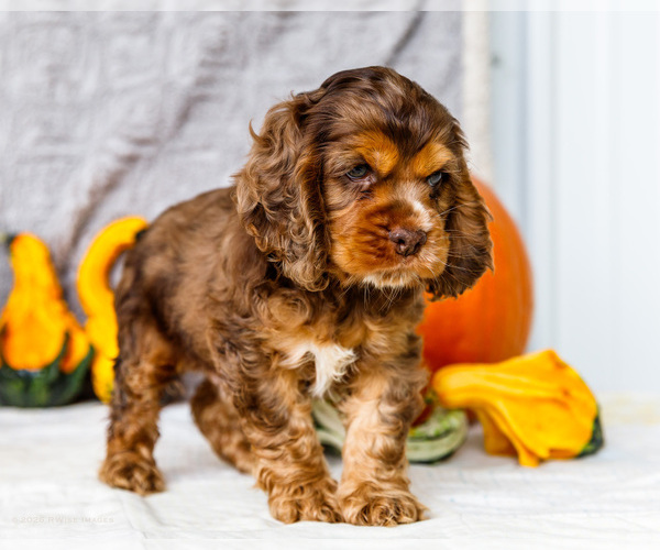 Medium Photo #16 Cocker Spaniel Puppy For Sale in WAKARUSA, IN, USA