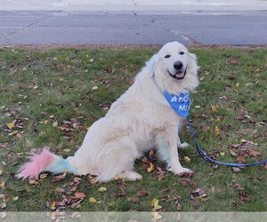 Medium Great Pyrenees