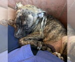 Small #2 American Pit Bull Terrier-American Staffordshire Terrier Mix