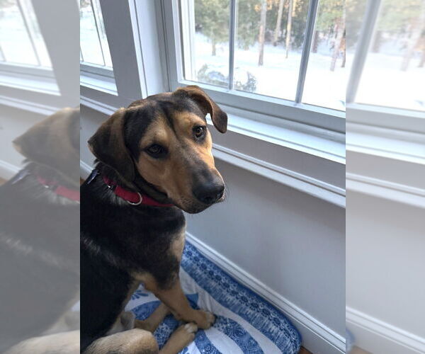 Medium Photo #9 German Shepherd Dog-Unknown Mix Puppy For Sale in Oak Bluffs, MA, USA