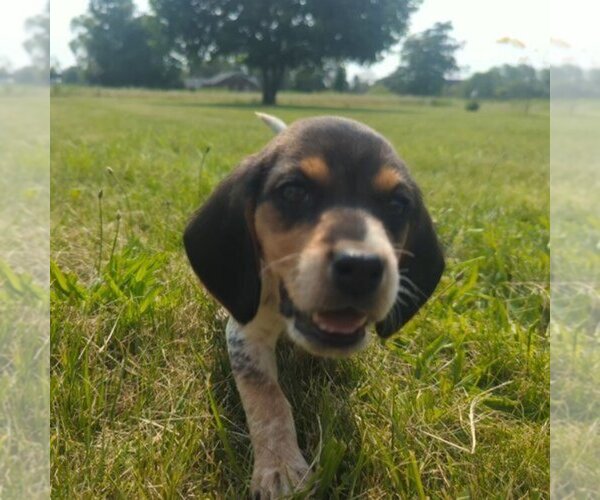 Medium Photo #3 Beagle Puppy For Sale in BRITTON, MI, USA