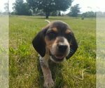 Small #2 Beagle