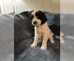 Puppy Puppy 4 Goldendoodle-Poodle (Standard) Mix