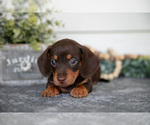 Small Photo #10 Dachshund Puppy For Sale in BREMEN, IN, USA
