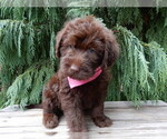 Small #3 Labradoodle