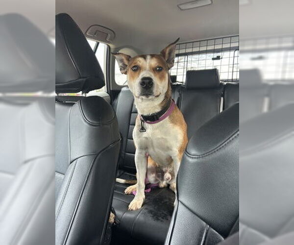 Medium Photo #3 Mutt Puppy For Sale in Rockaway, NJ, USA