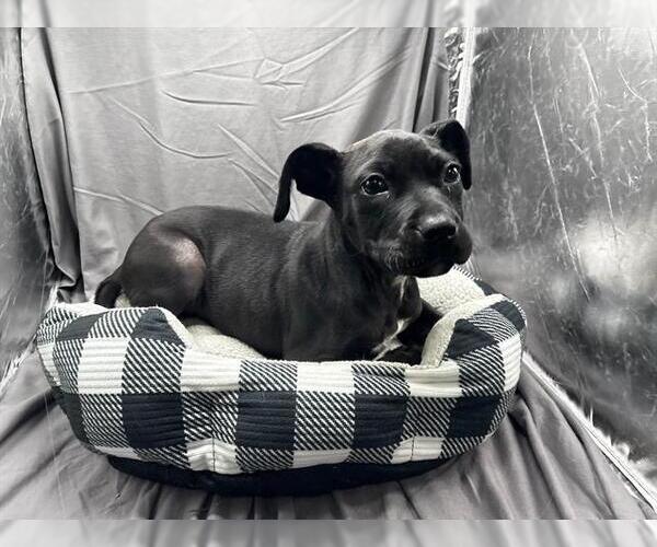 Medium Photo #1 Labrador Retriever-Unknown Mix Puppy For Sale in Grovetown, GA, USA