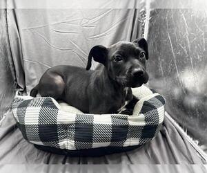 Labrador Retriever-Unknown Mix Dogs for adoption in Grovetown, GA, USA