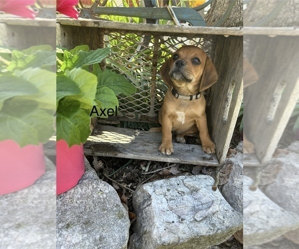 Medium Photo #1 Puggle Puppy For Sale in ELKTON, VA, USA