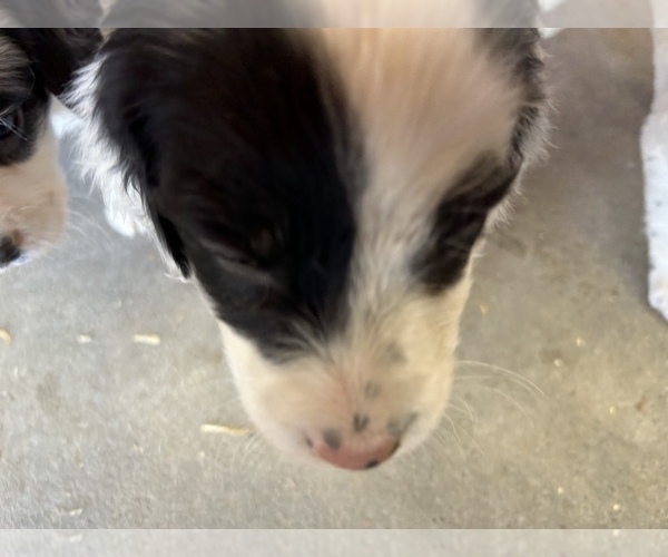 Medium Photo #23 Llewellin Setter Puppy For Sale in BASCO, IL, USA