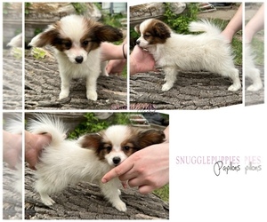 Papillon Puppy for sale in MINNEAPOLIS, MN, USA
