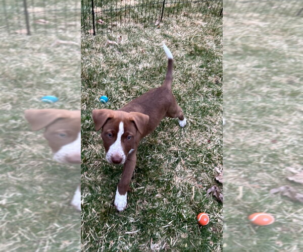 Medium Photo #3 Border Collie Puppy For Sale in Minneapolis, MN, USA
