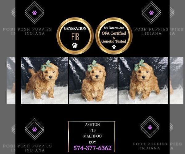 Medium Photo #3 Maltipoo Puppy For Sale in WARSAW, IN, USA