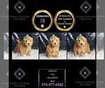 Small Photo #115 Maltipoo Puppy For Sale in WARSAW, IN, USA