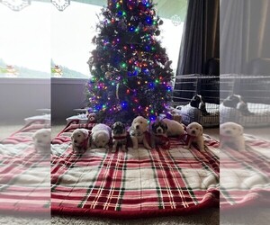 Anatolian Pyrenees Puppy for sale in CULDESAC, ID, USA