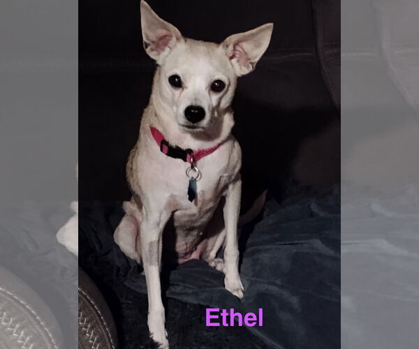 Medium Photo #1 Chihuahua-Unknown Mix Puppy For Sale in Topeka, KS, USA