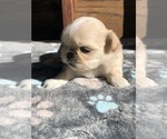 Small Photo #14 Shih Tzu Puppy For Sale in MILTON, FL, USA