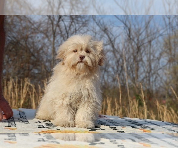 Medium Photo #29 ShihPoo Puppy For Sale in DYERSBURG, TN, USA