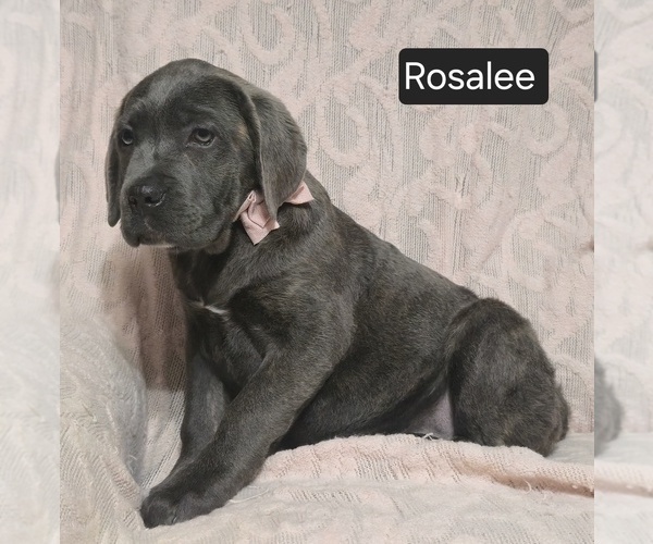 Medium Photo #10 Cane Corso Puppy For Sale in MINERAL WELLS, WV, USA