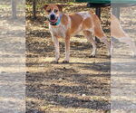 Small #8 Coonhound Mix