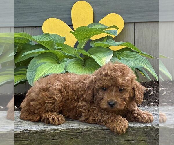 Medium Photo #3 Cavapoo (Miniature) Puppy For Sale in PARADISE, PA, USA