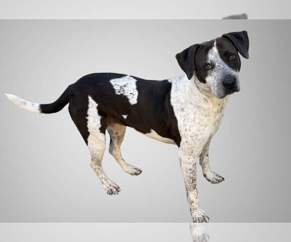 Medium Photo #4 German Shorthaired Pointer-Unknown Mix Puppy For Sale in Oakhurst, NJ, USA