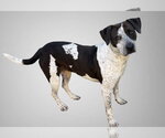 Small Photo #4 German Shorthaired Pointer-Unknown Mix Puppy For Sale in Oakhurst, NJ, USA
