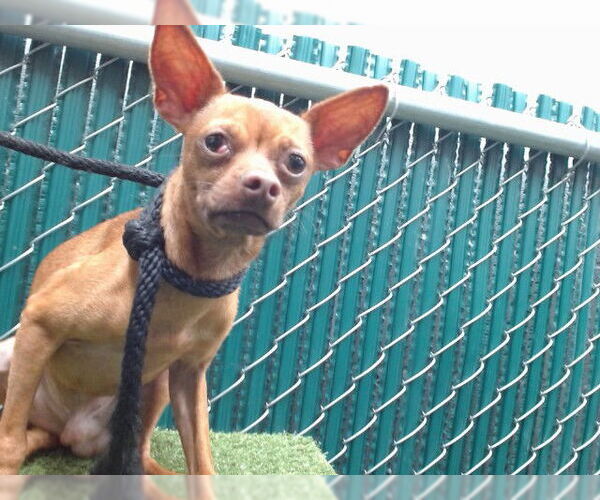 Medium Photo #1 Chihuahua Puppy For Sale in Downey, CA, USA