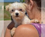Small #3 Havanese