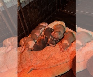 American Bully Litter for sale in WINDSOR, PA, USA