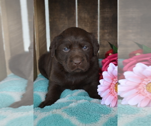 Medium Photo #9 Labrador Retriever Puppy For Sale in GREENWOOD, WI, USA