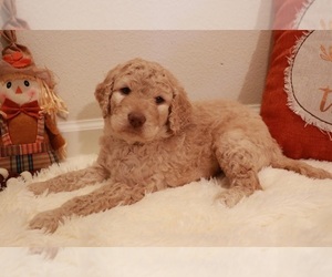 Goldendoodle Puppy for sale in BRIGHTON, MO, USA