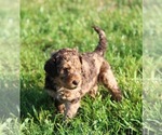 Small Photo #46 Goldendoodle Puppy For Sale in HOWARD CITY, MI, USA