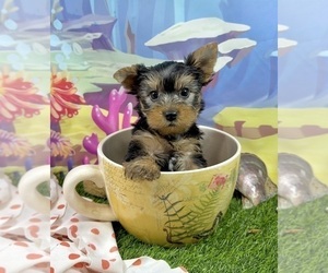 Yorkshire Terrier Puppy for sale in CASSVILLE, MO, USA