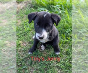 Border Collie Puppy for sale in MAGAZINE, AR, USA