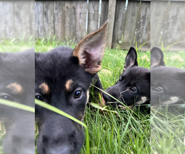 Medium Photo #1 German Shepherd Dog Puppy For Sale in OZARK, MO, USA