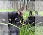 Small German Shepherd Dog